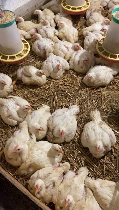Продам домашній  бройлер живою вагою