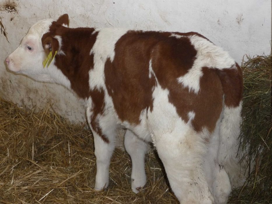 Sprzedam 2 jałówki