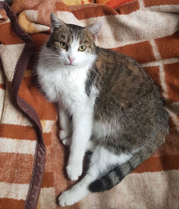 Miluś kocurek do adopcji