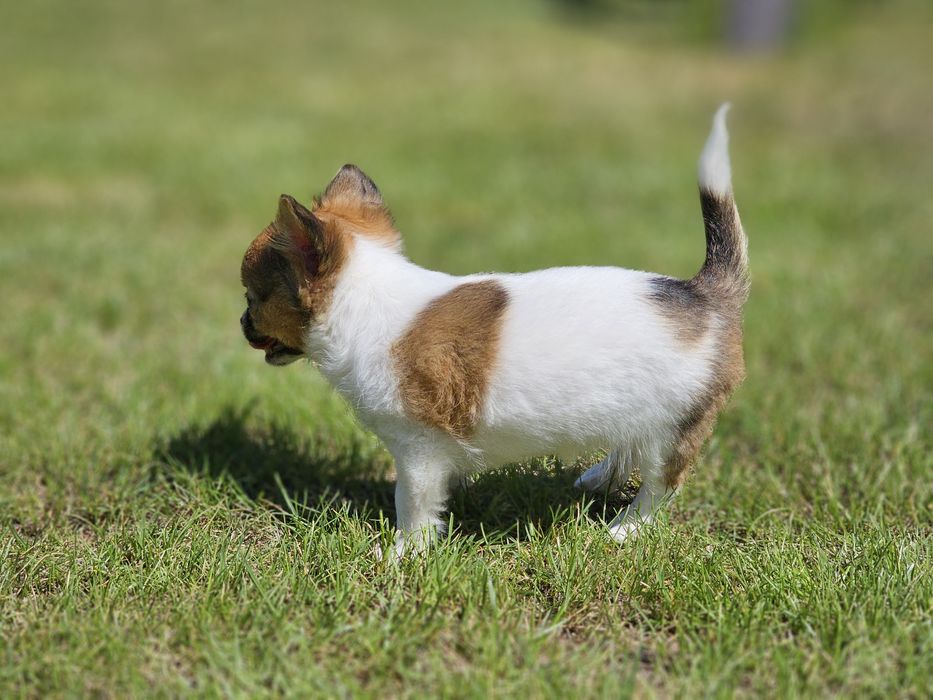Chihuahua długowłosa dziewczynka LATTE do odbioru!!