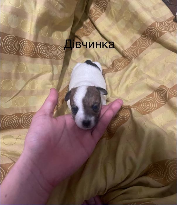 Джек Рассел продам