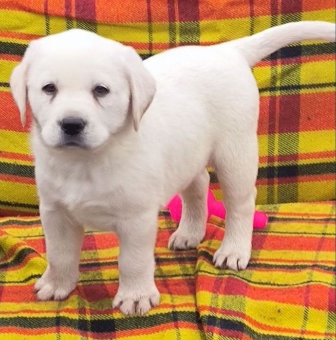 Цуценята Лабрадора з розплідника
Професійний підхід до розведення, від