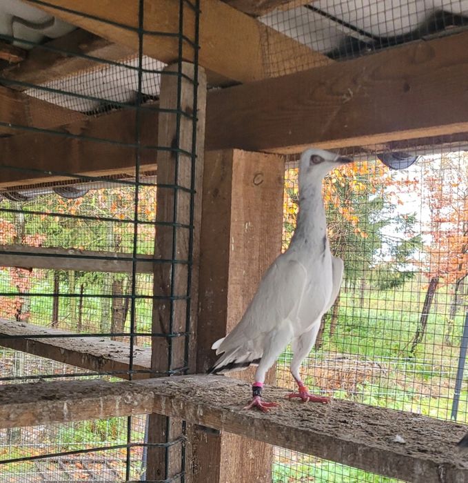 Srebrniak samiec adeno chudnięcie kręciek