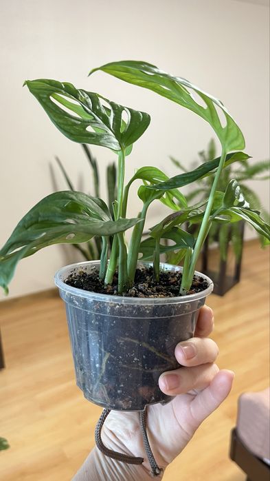 Монстера Манкі ліана