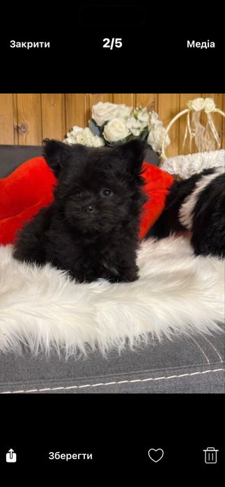 Песик,pomapoo,мальтіпу