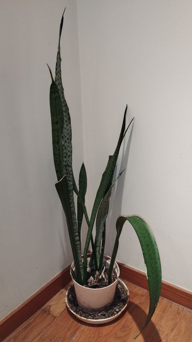 Planta Espada de São Jorge