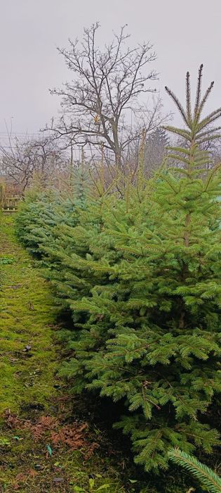 Piękna choinka - różne wielkości