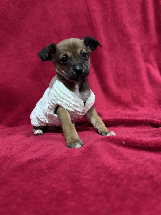 Joy - 2.5 meses, porte pequeno (5kg)