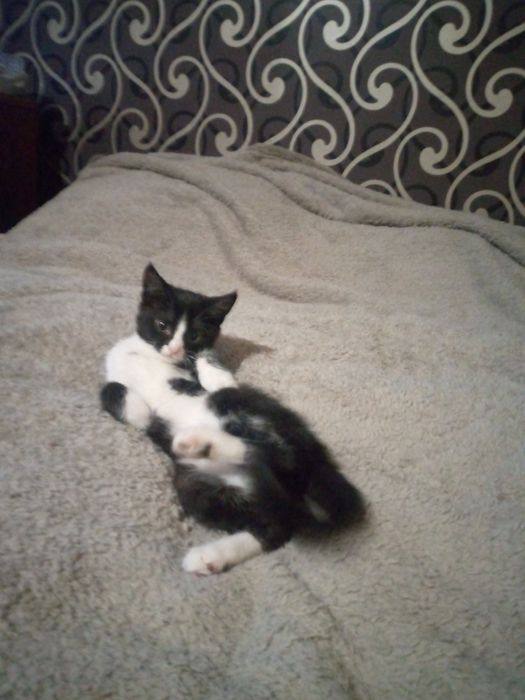 Отдам кота, котика в добрые руки