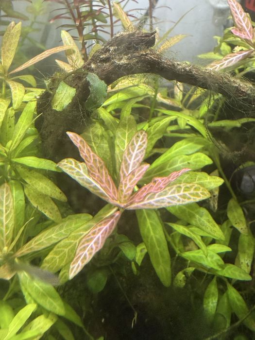 Rotala Vietnam - 3pés - 5€