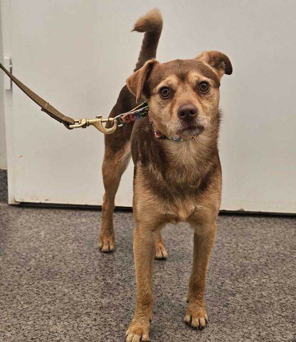 Zawiercie ul. Borowe Pole w lesie znaleziono psa!