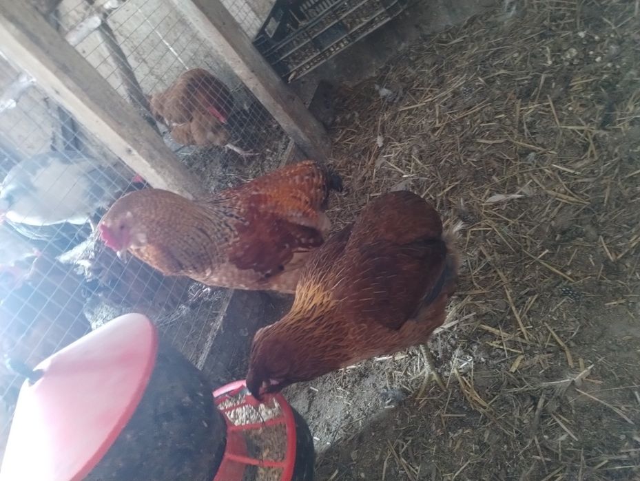 Sprzedam parę araucana bezogoniastą
