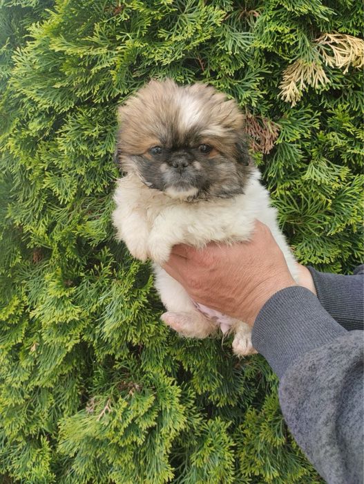 Продам цуценят Пекінесиків