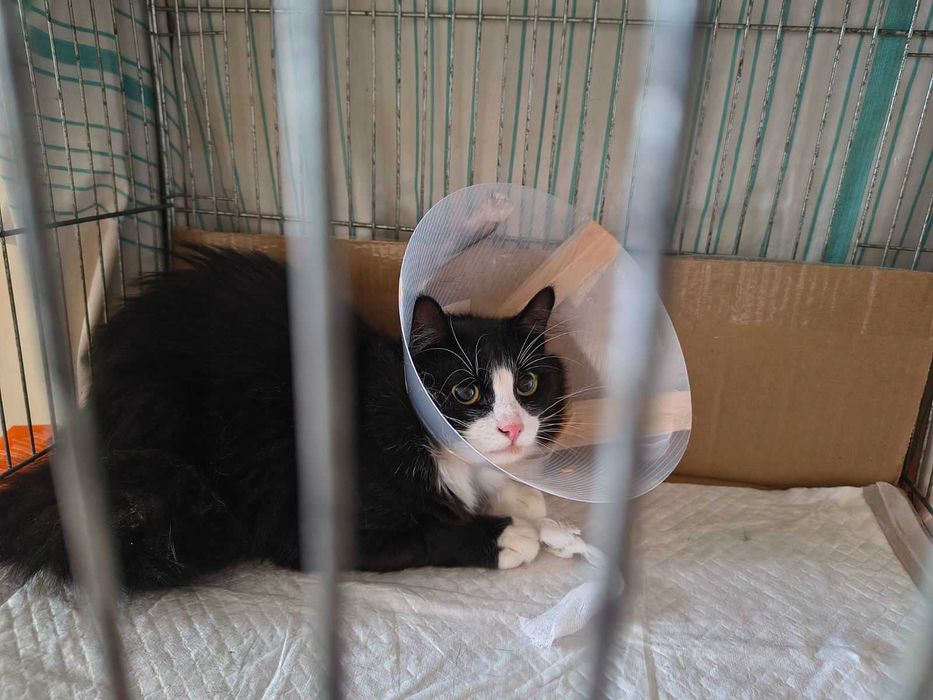 Стерилізована кішечка Мамука, 9 місяців