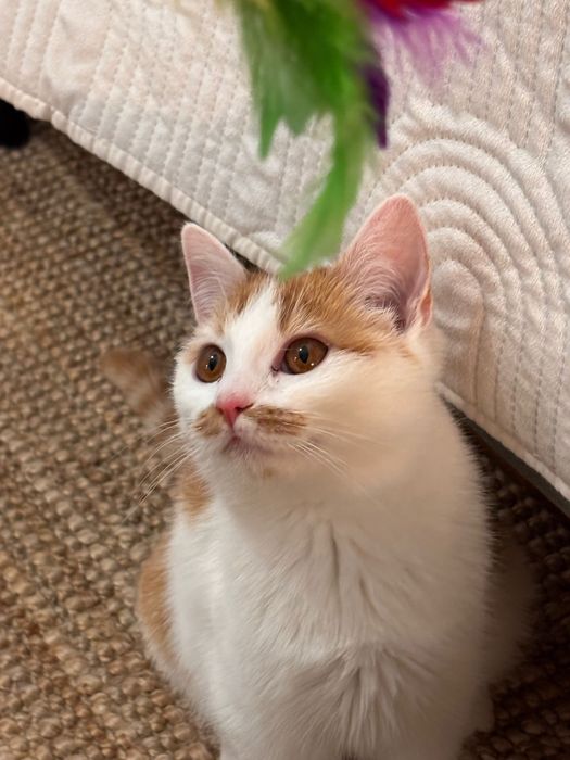 RÓŻA i LILIA - siostry do adopcji w dwupaku