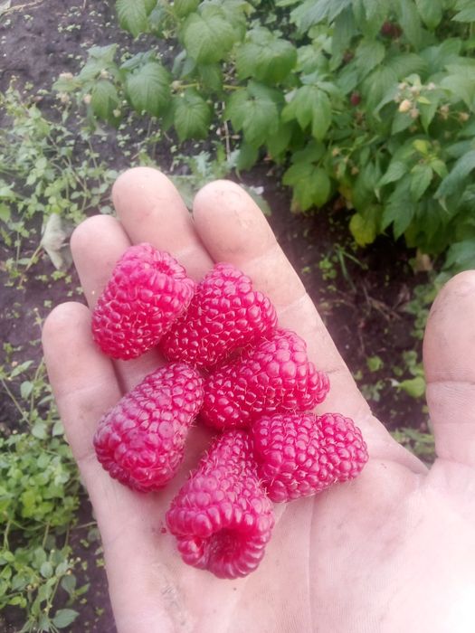 Продам саджанці малини полана