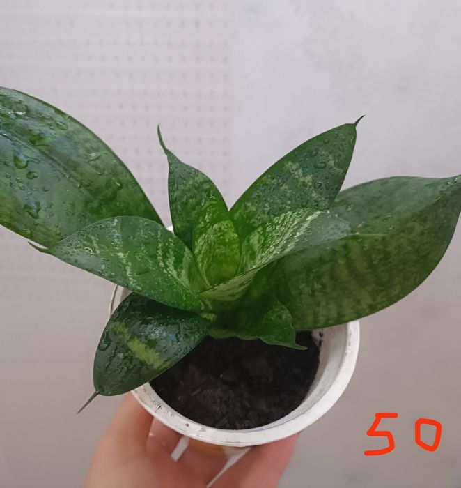 Сансевієрія Ханні