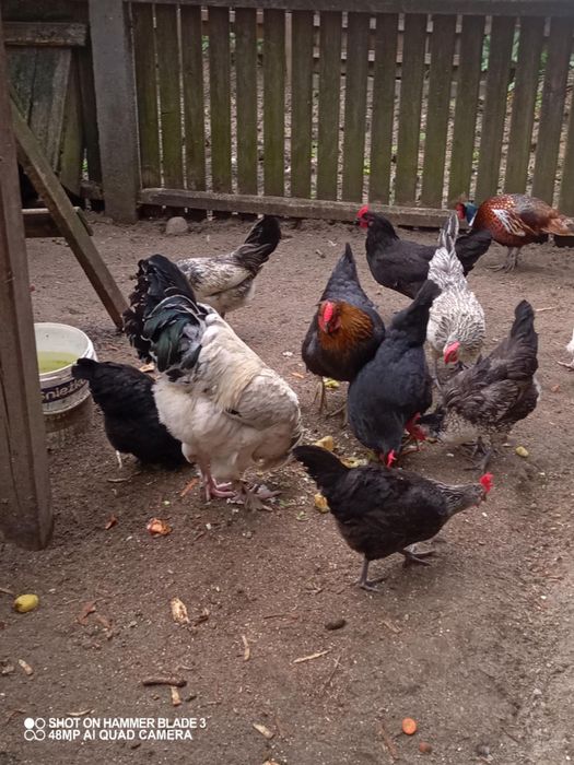 Kurczaki kurczęta liliputy