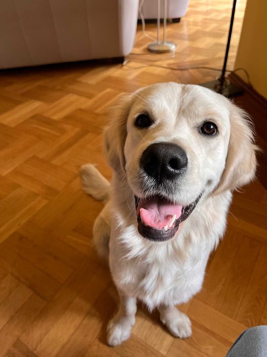 Opieka nad psem, petsitter, warunki domowe