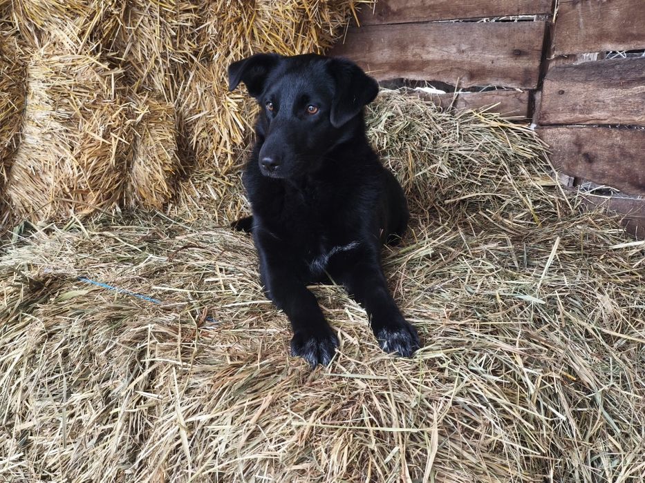 Прекрасная девочка в добрые руки!!!