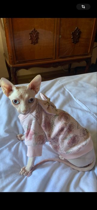 Одяг для сфінкса-дівчинки на 4-6 місяців