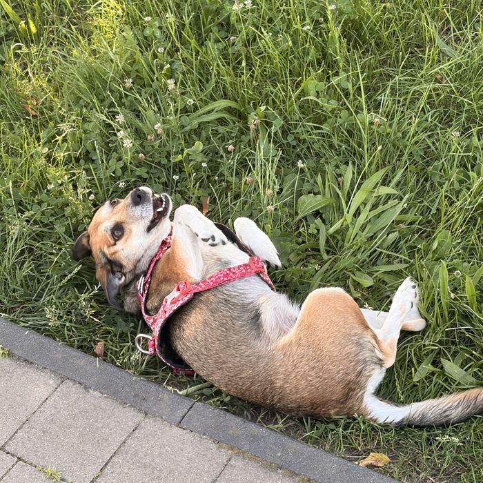 Oddam suczke za darmo