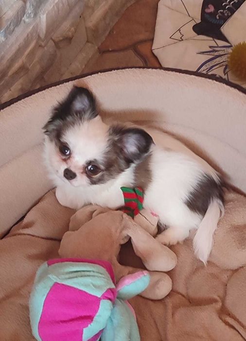 МИНИ пушистик Чихуахуа, в Киеве. 2.5 мес.