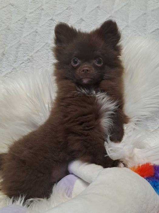 ***WHILLY **pomchi  gotowy do odbioru