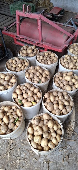 Młode ziemniaki Riviera 2 zł kilogram