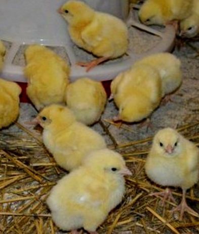 Суточный КОББ 500