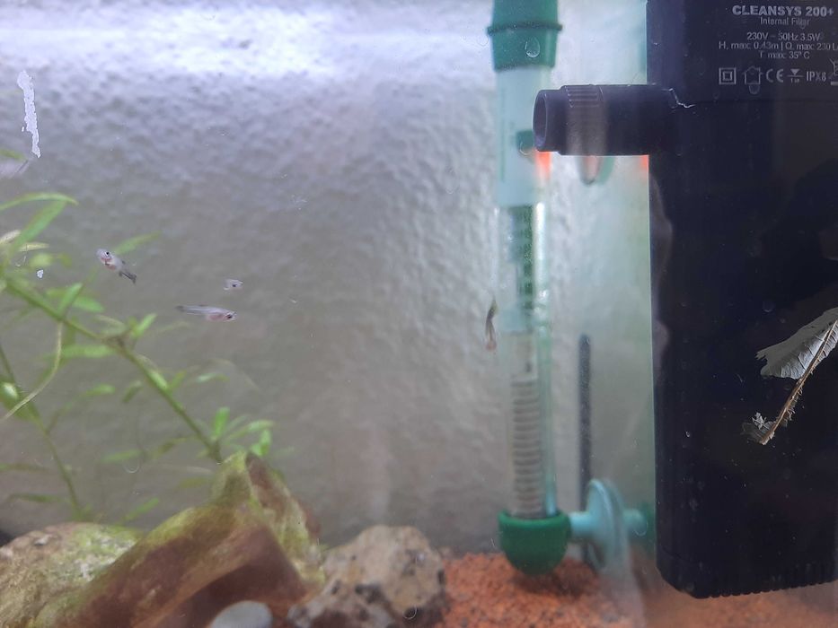 guppys bebés amarelo florescente