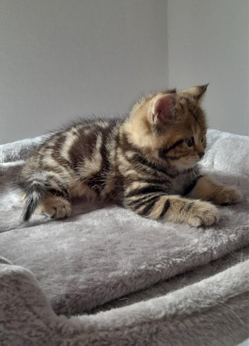 Dziewczynka marmurowa N22