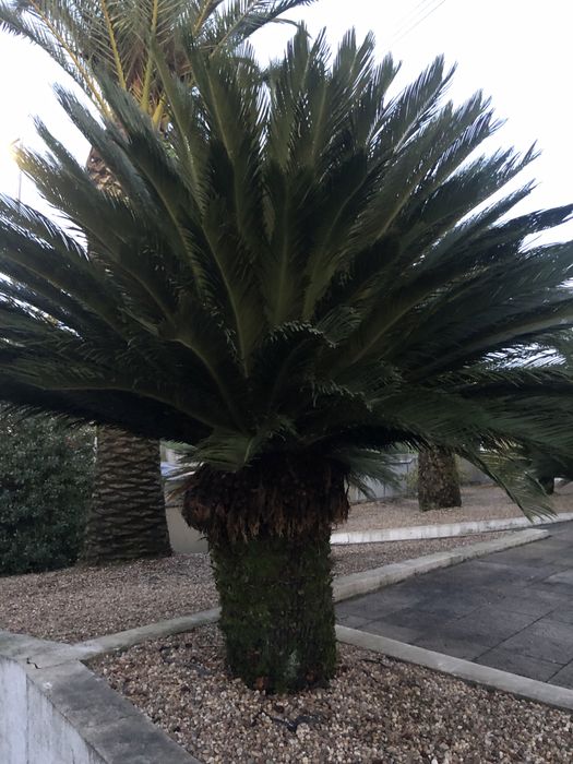 Cica muito grande com qualidade