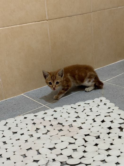 Gato bebé cor de laranja