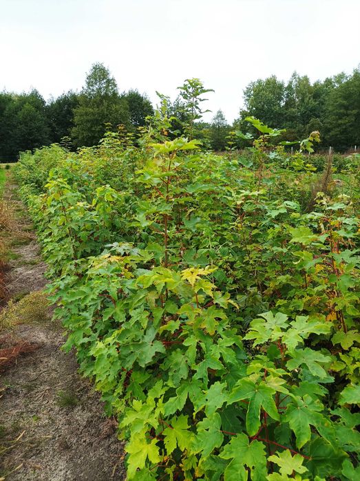 Klon  pospolity sadzonki