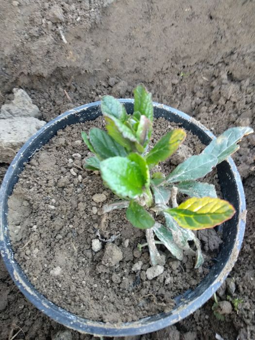 Dąbrówka 3 sadzonki