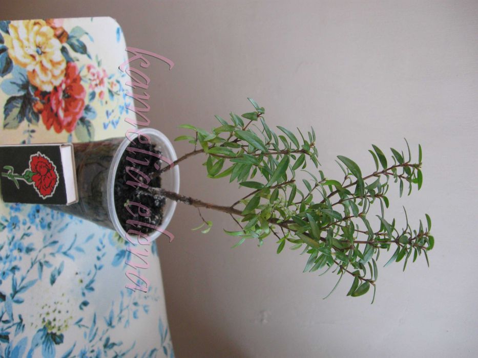 Мирт очищает воздух.