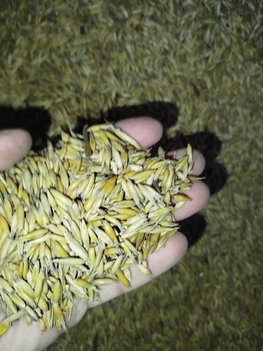 Owies zbiór pogodny 2025