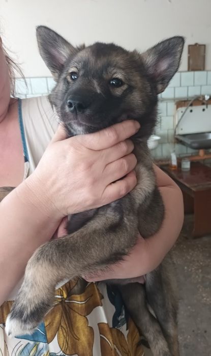 Отдам щенка-девочку, метиса хаски и лайки