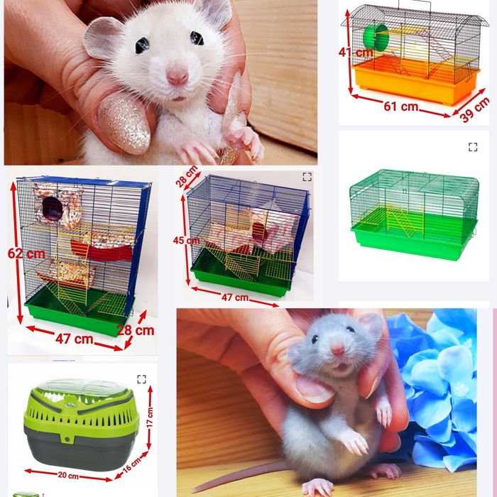 Крыски,крысята Дамбо рекс и прямоушки,крысы,щурi,щур,пацюки,криси