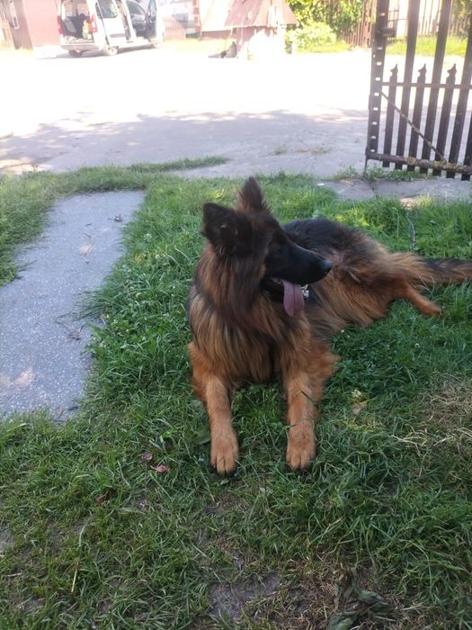 Piesek na sprzedaż. Zapraszam