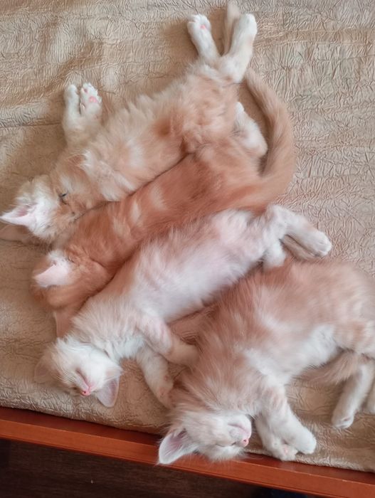 Девочка метис Мейн Кун и шотландец