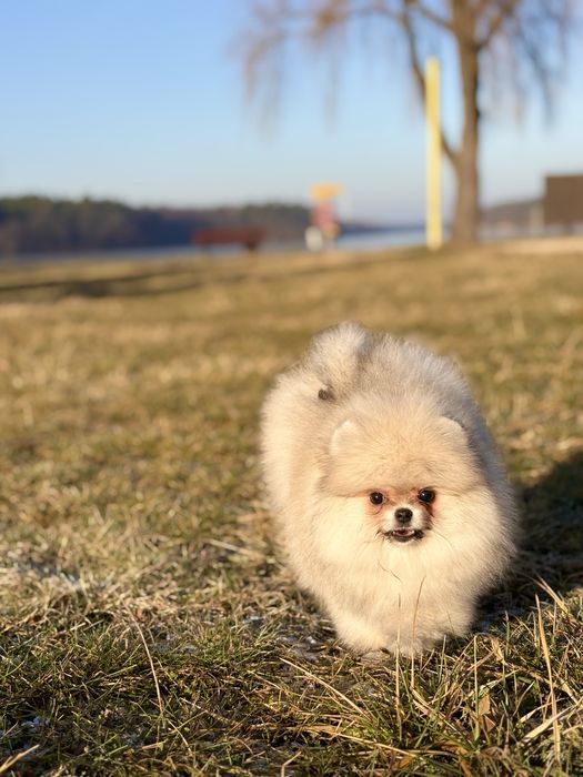 Puszysta kuleczka szczęścia – sunia szpic miniaturowy!