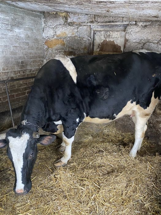 Продам телицю. Породи Голштин.