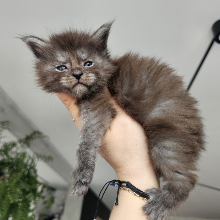 Koteczka Maine coon rodowód Fpl