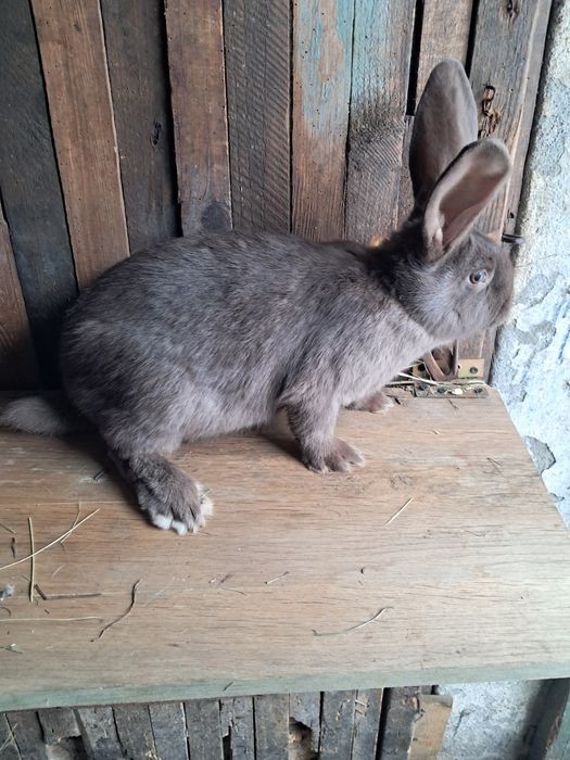 Mlode samiczki srokacz hawana