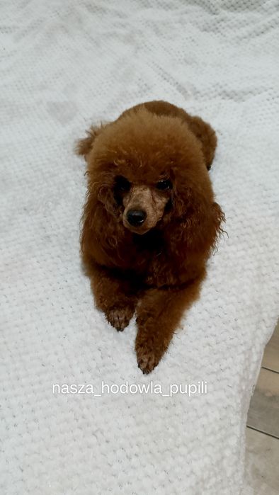 Pudel toy  sprawdzony reproduktor z badaniami krycie