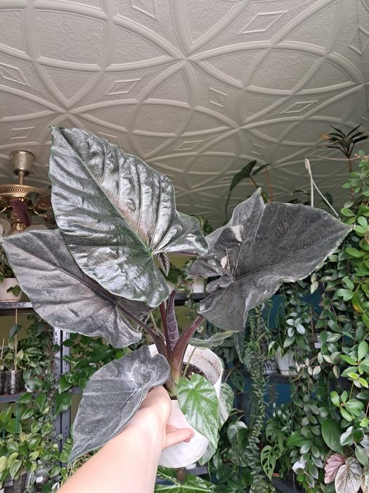 Alocasia alokazja antoro velvet duza