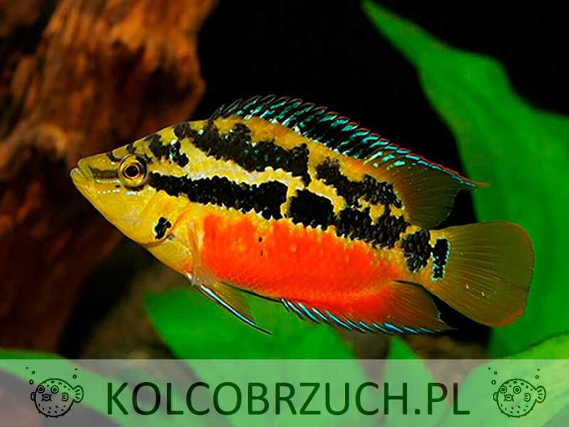 Pielęgnica diamentowa - Trichromis salvini - dowozimy, wysyłamy