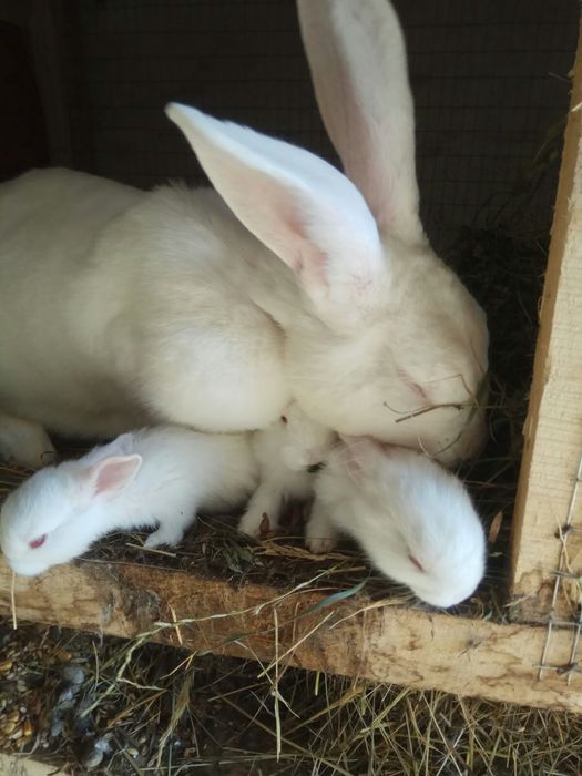 Кролі Термонці Самиці Самці